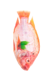 top-view-fresh-bream-removebg-preview